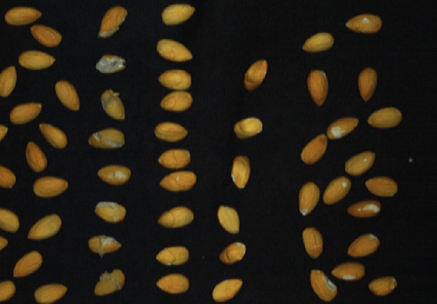 Hyperspectral Almond Sorting