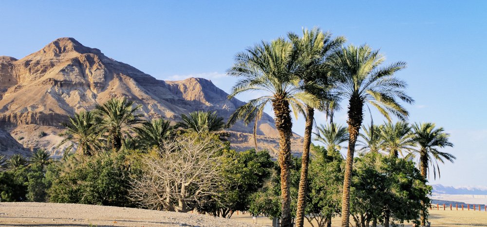 Palms near Dead Sea on the desert 