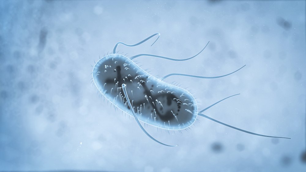 Escherichia Coli (E. Coli.) cells or bacteria under microscope. illustration