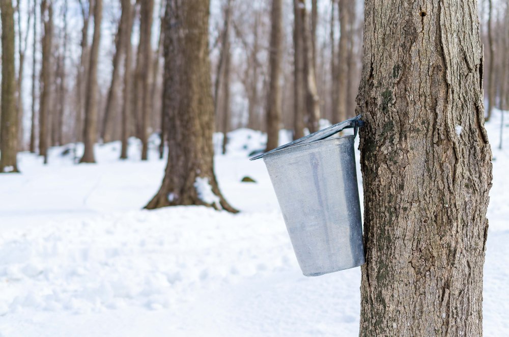 maple-syrup-harvesting-from-tree food fraud